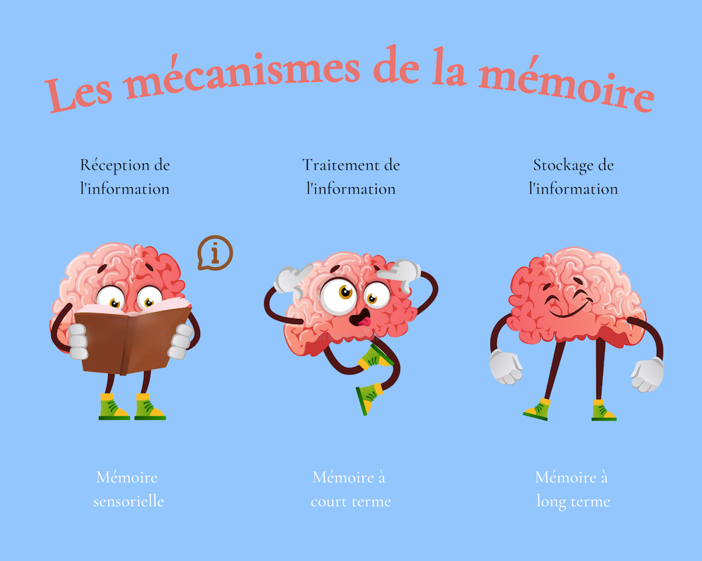 Tout comprendre sur la mémorisation et les techniques pour l&rsquo;améliorer