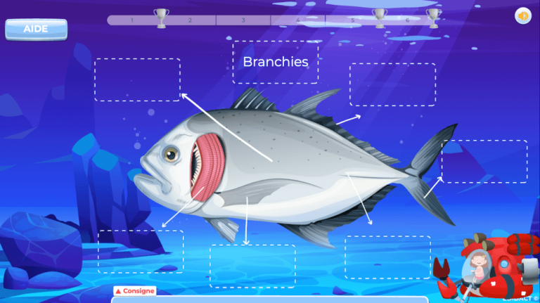 jeux-de-sciences-pour-les-5-et-6-harmos-768x431